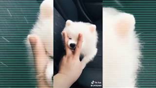 Adorable Pets - Tik Tok