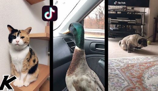 TikTok's goodest boys (Animals of TikTok)