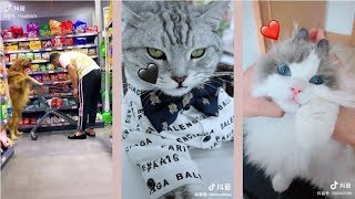 Tiktok Funny Complation 2019 - Best Funny Cutie Animal #1