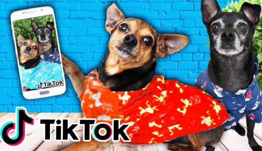 Our DOGS FIRST TIME Making Tik Tok Videos w/ Trending Tiktok Hashtags! (Adorable Pets) | PawZam Dogs