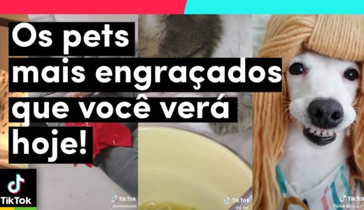 Os ANIMAIS mais engraçados do TikTok | TikTok Brasil