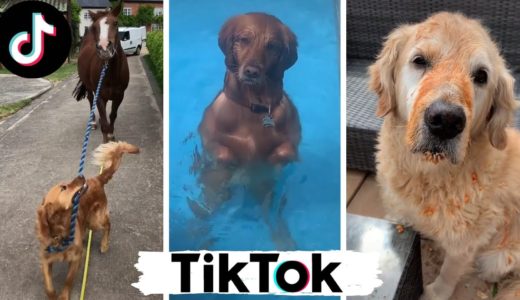 Funny Dogs of TikTok Compilation ~ Doggos Doing Funny Things TIK TOK ~ 2020