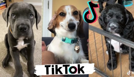 TIK TOK Doggos That Will Make You Laugh ~  Cutest TikTok Puppies