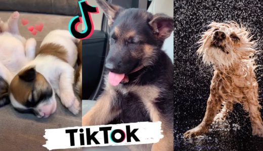 Funny Dogs of TikTok ~ Try Not To Laugh ~ Cutest Puppies TIK TOK