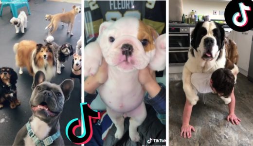 Doggos Doing Funny Things ~ Cutest Puppies of TikTok! The Dog Squad