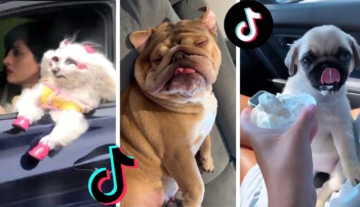 Funny Doggos of TIK TOK ~ Cute Puppies Doing Funny Things on TikTok