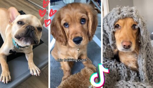 These Might Be the Funniest Doggos on TikTok 🐶 Cutest Puppies Compilation