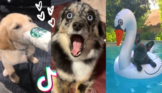 Are These The Funniest Doggos on TikTok?  Cutest Puppies Compilation  [2021]