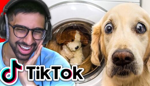 TikTok Try Not To Laugh: Pet Edition