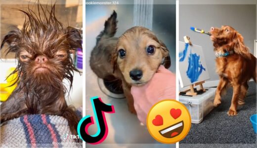 Are These The Most Adorable Puppies? Must Watch Funny Dogs of TikTok Compilation!