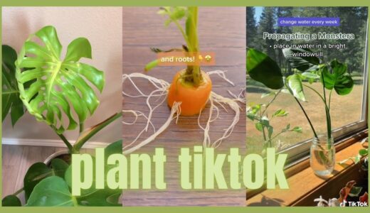 TikTok plants ;)