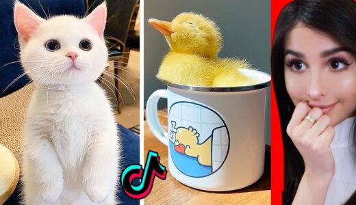 Cute Animals on Tik Tok That Will Make You Laugh