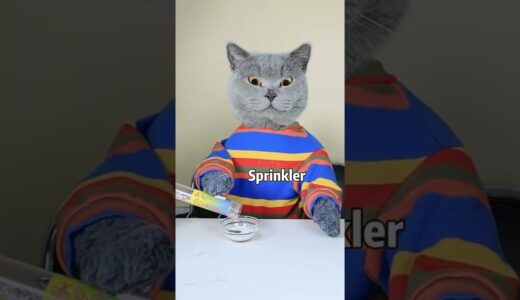 Oscar: A Good Cat Won’t Waste Food!!😼😼| Funny Cat TikTok Challenge  #funnycat #catsoftiktok  #shorts