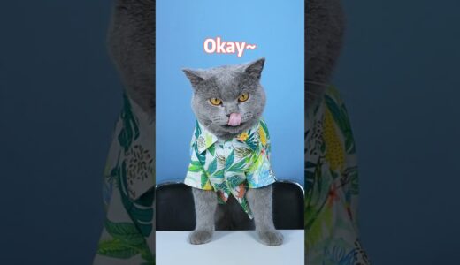 Magic Time! Amazing World Is Full Of Eyesight!😍| Funny Cat TikTok  #funnycat #catsoftiktok  #shorts