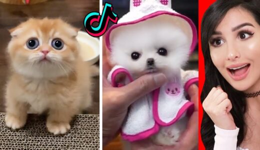 The CUTEST Animals On Tik Tok